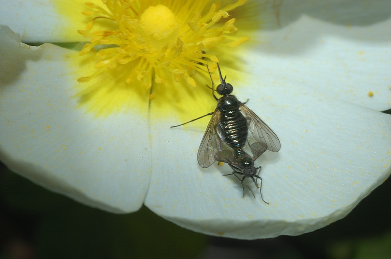 Due bellissime Usia sp, in accoppiamento