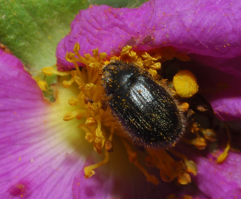 Paratriodonta romana (Melolonthidae)