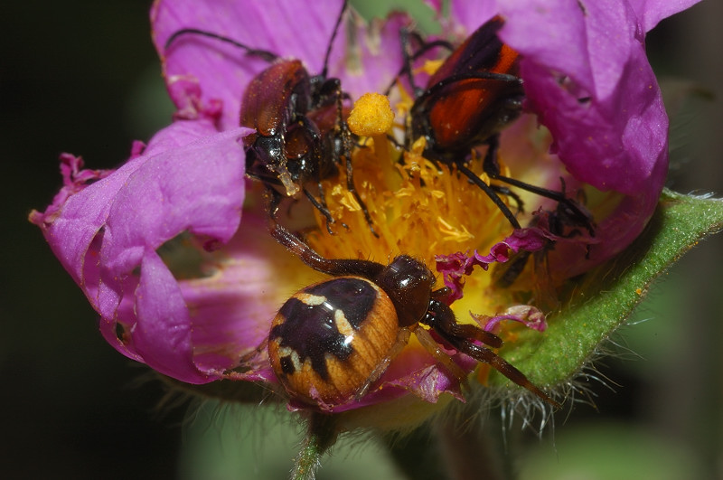 preda (Synema globosum e Cerambicidae floricoli)