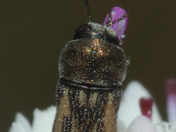 Acmaeoderella virgulata (Buprestidae)