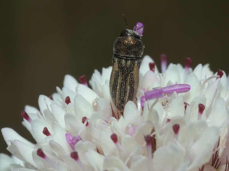 Acmaeoderella virgulata (Buprestidae)