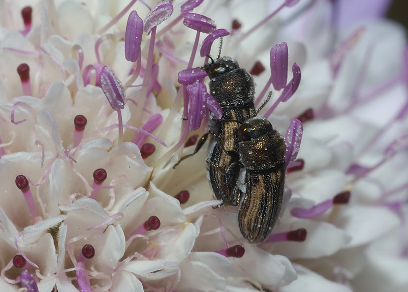 Acmaeoderella virgulata (Buprestidae)