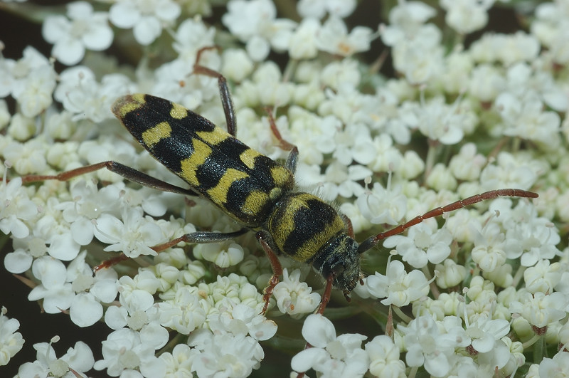 Clytus arietis, Clytus rhamni e Paraplagionotus floralis