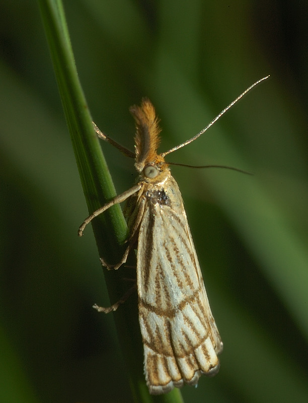 Chrysocrambus sp.