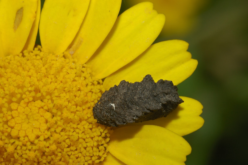 Larva di Crisomelide Clitrino
