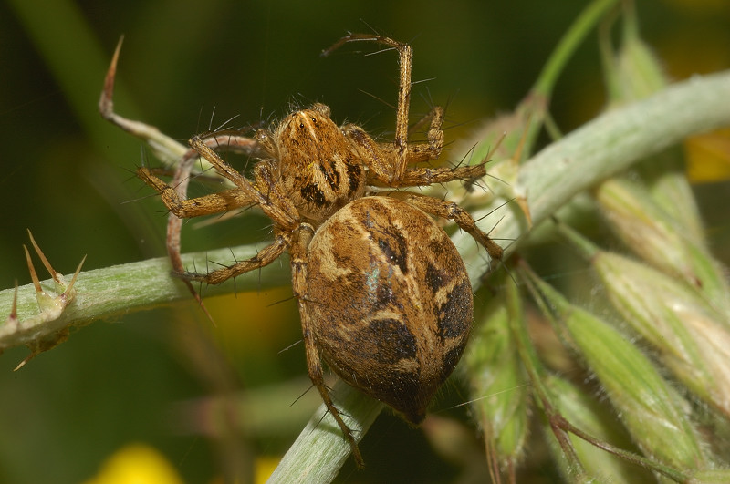 Oxyopes sp.