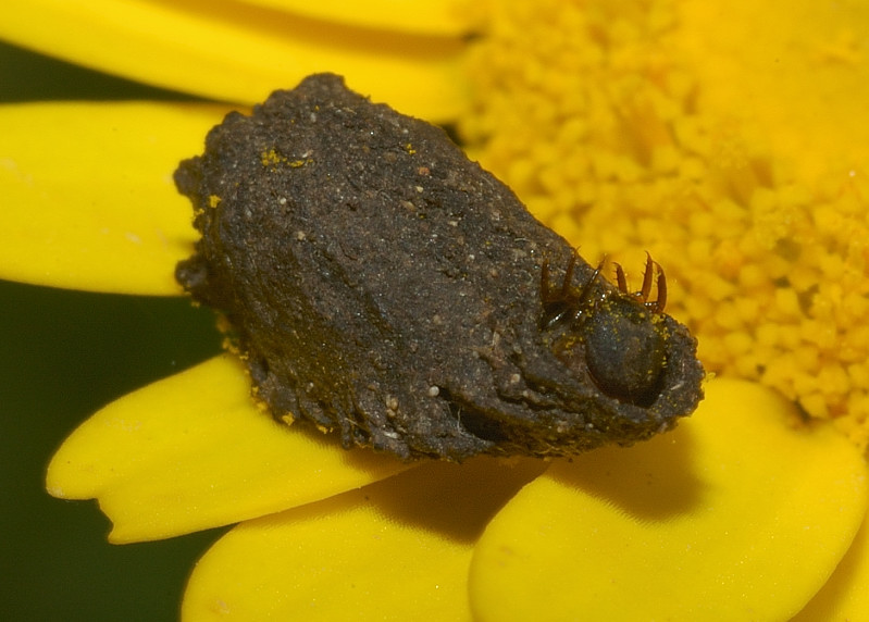 Larva di Crisomelide Clitrino