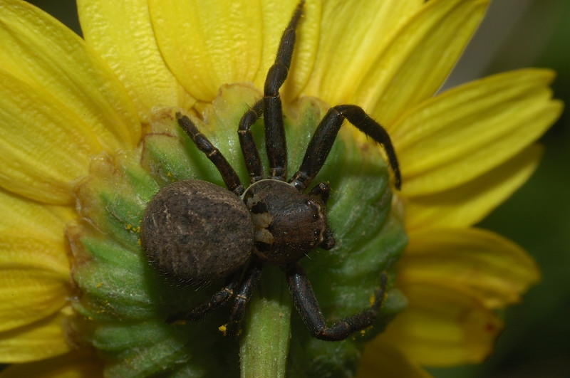 Oxyopes sp.