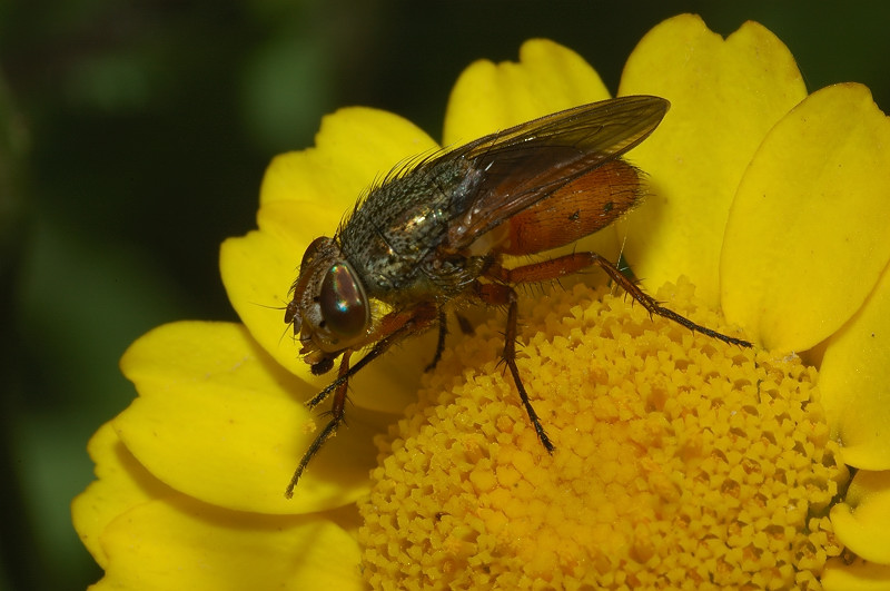 Rhyncomya sp.