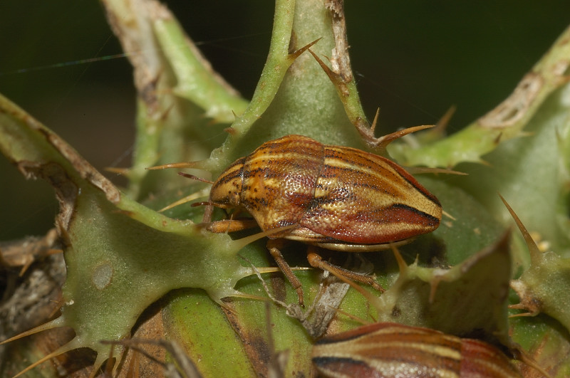 Odontotarsus robustus