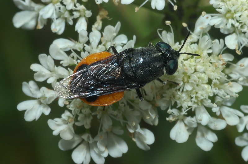 Odontomyia flavissima con triungulini