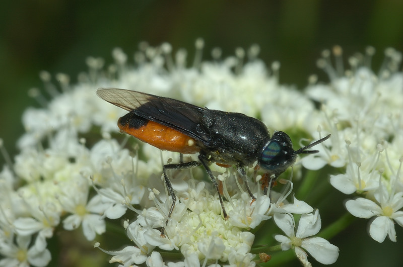 Odontomyia flavissima con triungulini