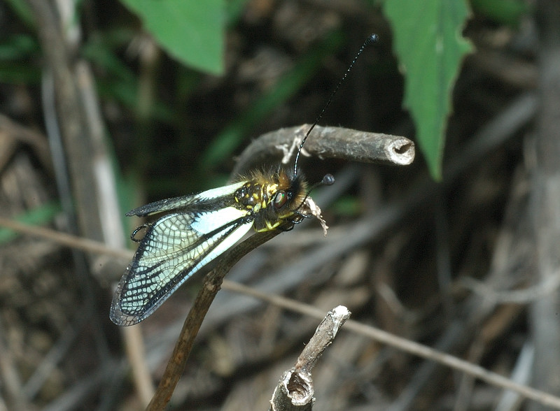 Libelloides latinus