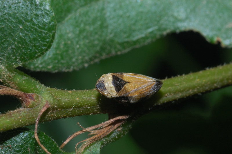 Philaenus spumarius
