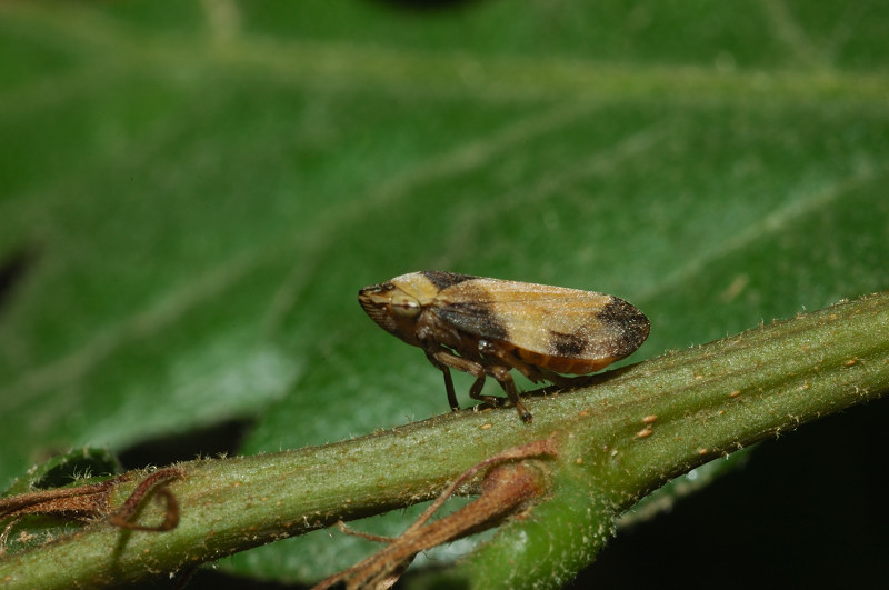 Philaenus spumarius