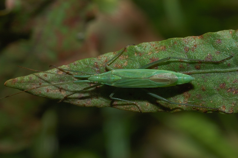 Megaloceroea recticornis (Geoffroy 1785)