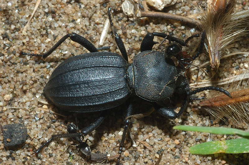 Tentyria italica e Scaurus striatus