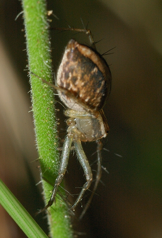 Agelena, Philodromus e Oxyopes