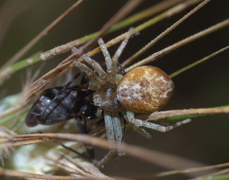 Agelena, Philodromus e Oxyopes