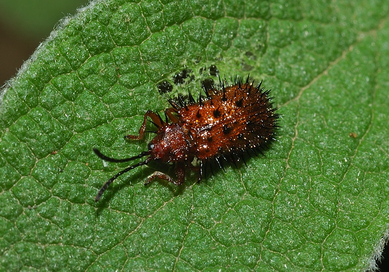 Dicladispa testacea