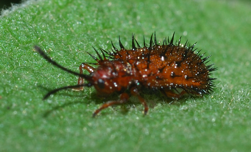 Dicladispa testacea