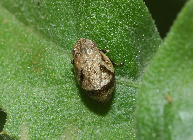 Grossa cicalina: Lepyronia coleoptrata