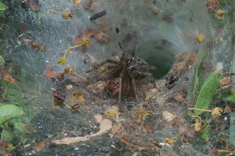 Agelena, Philodromus e Oxyopes