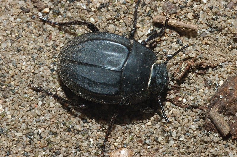 Erodius siculus neapolitanus