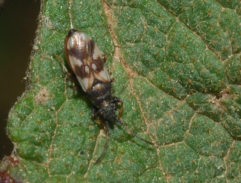 Macroplax fasciata