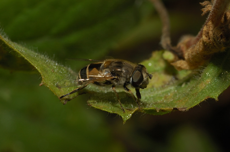 Eristalis arbustorum