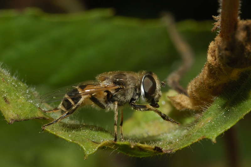 Eristalis arbustorum