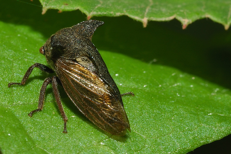 Centrotus cornutus