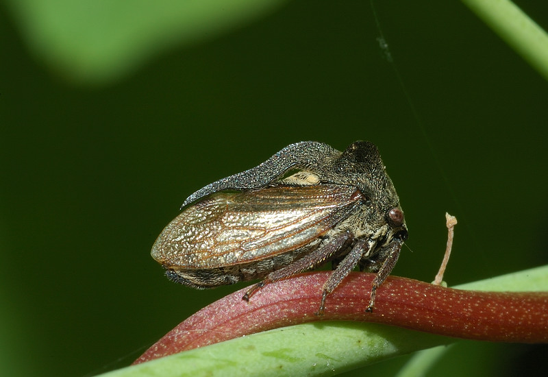 Centrotus cornutus