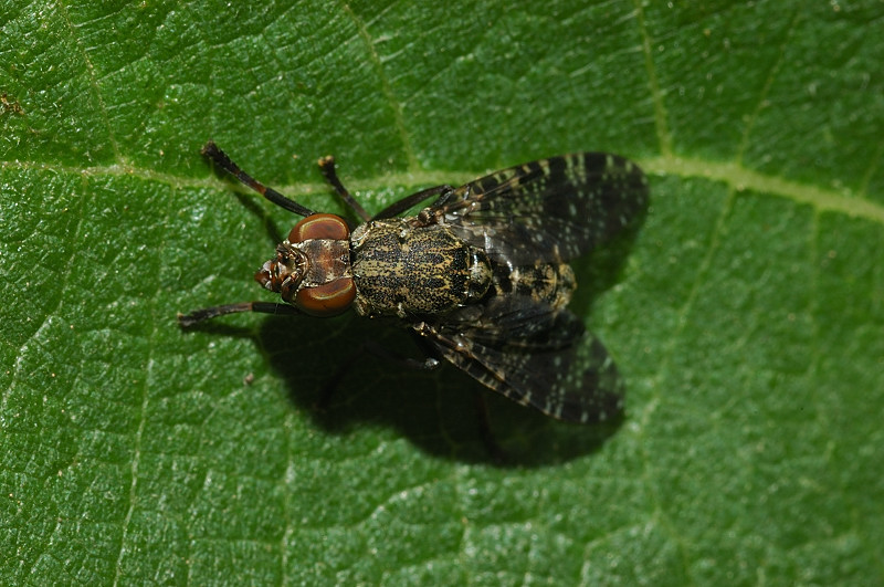 Dittero mimetico molto bello:  Platystoma sp.
