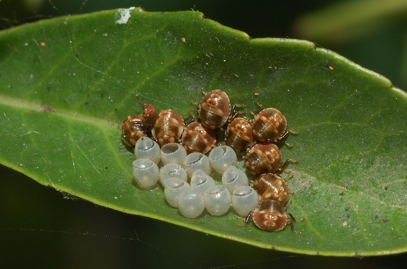 Piccoli Eurydema (?) crescono?