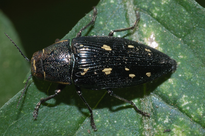 Buprestis novemmaculata (Buprestidae)