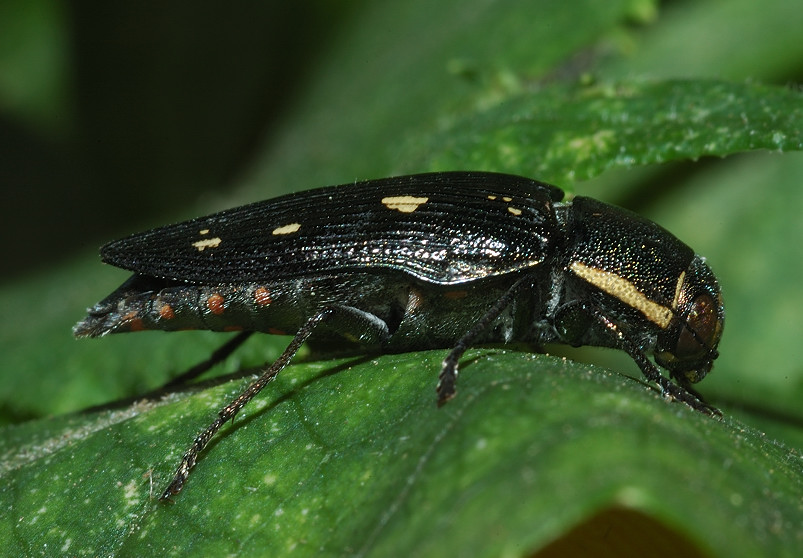Buprestis novemmaculata (Buprestidae)