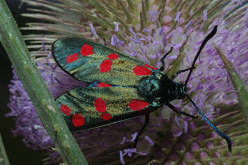 Zygaena filipendulae