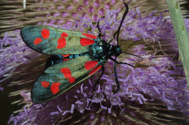 Zygaena filipendulae