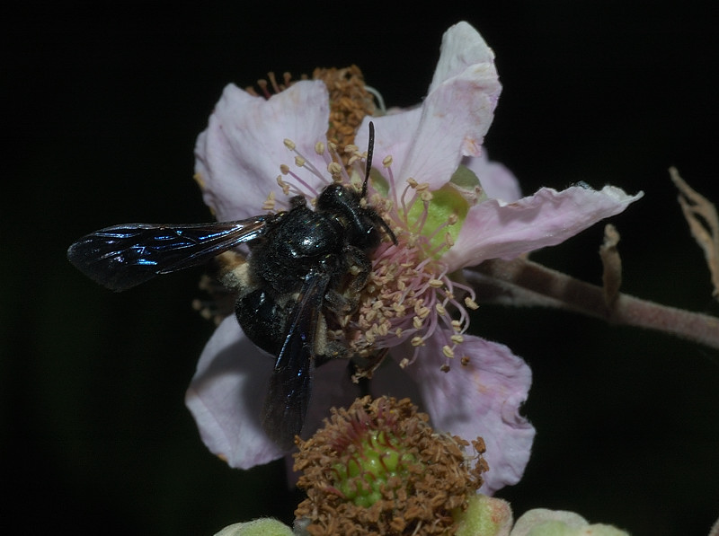 Andrena del gruppo morio
