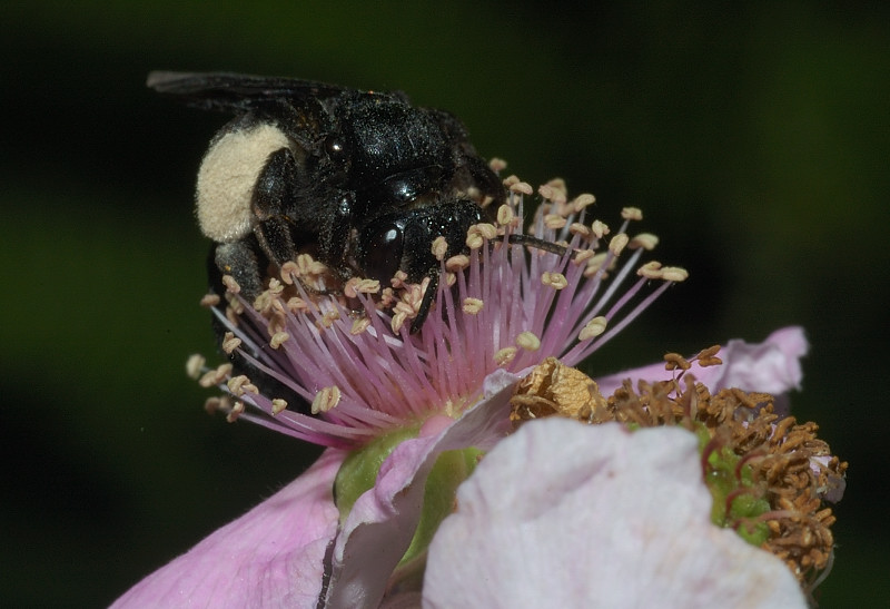 Andrena del gruppo morio