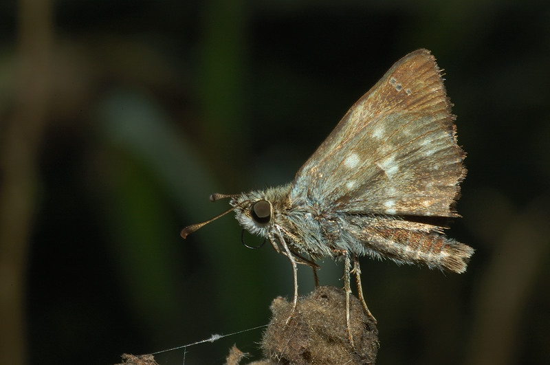 Carcharodus alceae