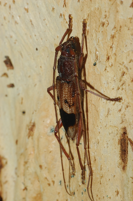 Phoracantha recurva a Roma