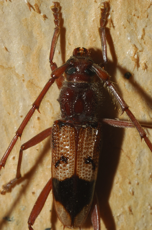 Phoracantha recurva a Roma