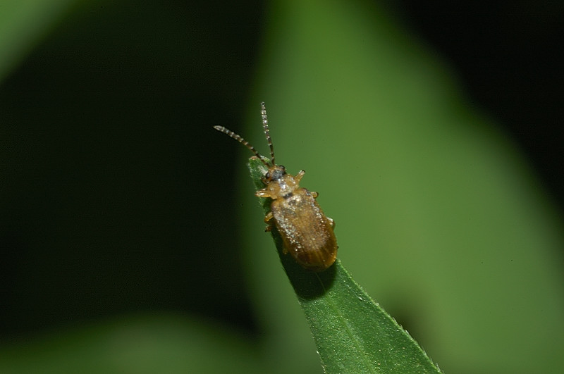 Galerucella tenella