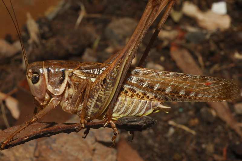 Decticus albifrons