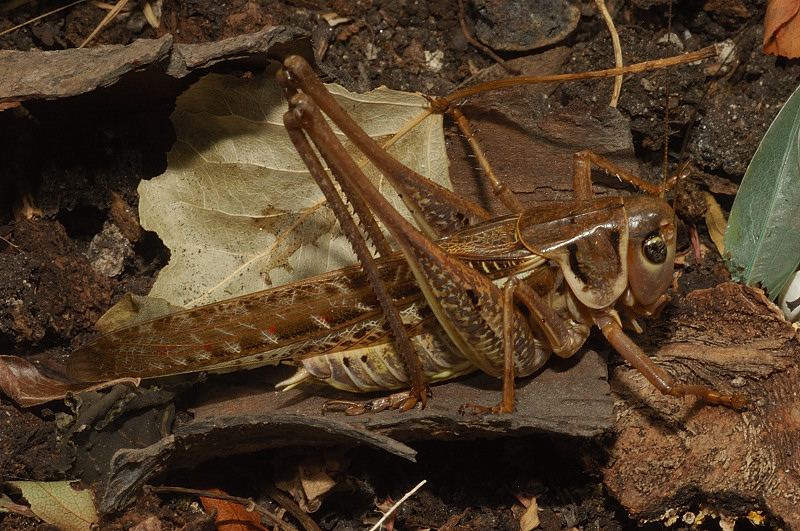 Decticus albifrons