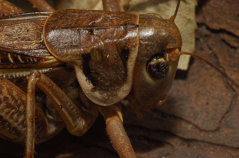 Decticus albifrons