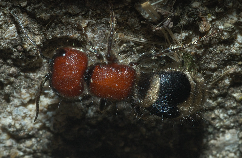 Myrmilla erythrocephala (Mutillidae)