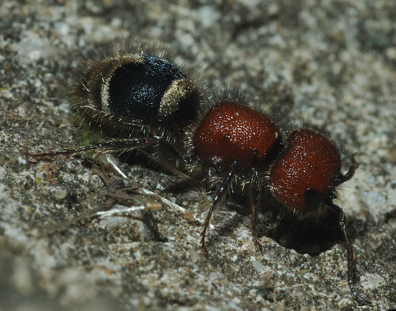 Myrmilla erythrocephala (Mutillidae)